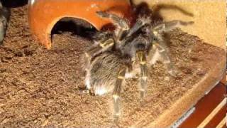 Grammostola pulchripes aureostriata webbing [upl. by Dougall519]