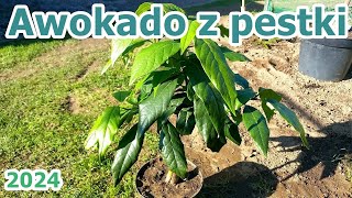 Awokado z pestki w listopadzie  2024 [upl. by Raveaux35]