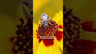 Why Bees Follow Queen Bee Queen Pheromone 🐝 Role Of The Queen Bee In A Colony [upl. by Bik]