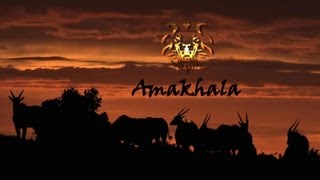 Amakhala Game Reserve Where Nature and Luxury Unite [upl. by Ihsorih]