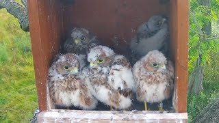 June262024 l Common Kestrel Nest Cam Mother Birds Brings Food To Feed Her Babies In Their Nest [upl. by Htederem]