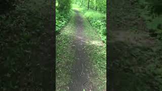 Warbler’s Way Trail Rondeau Provincial Park ON [upl. by Creight882]