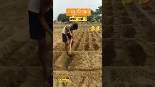 Kheti bihar me alu ki farmerlife farmer poweroftractar farming farmersfirst farmerfocus [upl. by Anavahs]