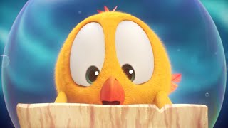 The treasure hunt  Wheres Chicky  Cartoon Collection in English for Kids  New episodes [upl. by Enelyar80]