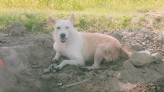 Hairless Dog Found By Gas StationBecomes Giant Fluffy Teddy Bear  TheDodo [upl. by Dempstor]