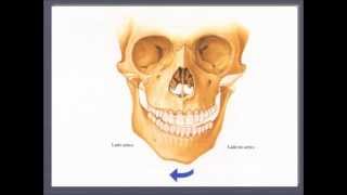 FISIOLOGIA MANDIBULAR [upl. by Mychal233]