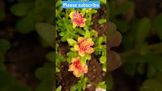 Cinderella flower collection 🌹🌹 maadithottam speed viral shorts video [upl. by Anahs297]