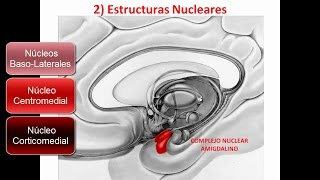 SISTEMA LÍMBICO PARTE 2 [upl. by Berta392]