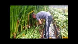 Cutting Amaryllis leaves [upl. by Eilatan402]