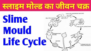slime mould  slime mould life cycle  cellular slime mold life cycle  Plasmodial Slime Mold [upl. by Dorisa]