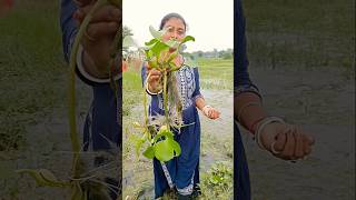 আজ পুকুর থেকে কচুরিপানা ☘️গাছ তুলে আনলাম বাড়িতে লাগাবো বলে 😀 water hyacinth ☘️shorts waterplant [upl. by Taddeusz]