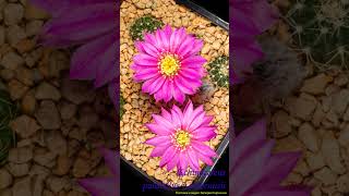 Echinocereus pulchellus vamoenus cactisucculentreview cactus timelapse shorts echinocereus [upl. by Ecyob403]