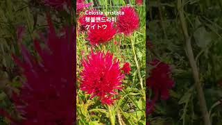 Celosia cristata 꽃말quot시들지 않는 사랑quot 💕ケイトウ횃불맨드라미불꽃맨드라미鶏頭 식용약용 燃える炎 꽃이름 flower name 花の名前 [upl. by Quintana918]