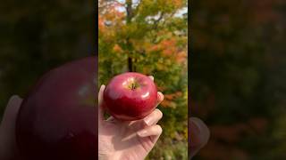 Fall apple picking🍎 bayfieldapplefest appleorchard bayfieldwi seacaves truckcamping [upl. by Evelunn858]