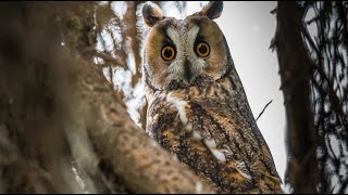 Eulen Geräusch  Tiergeräusche Eule [upl. by Llewellyn]