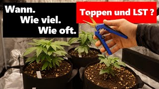 Wann ist der richtige Zeitpunkt seine Pflanzen zu toppen [upl. by Hertberg671]