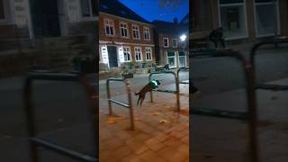 FahrradständerParcours im Dunkeln 🐕✨ Hundetricks [upl. by Bobbye]