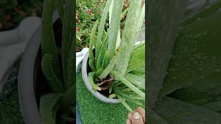 Aloevera plants Growing tips garden indoorplants shortsaloevera [upl. by Bannasch]