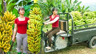 Use 3wheeled Vehicle Harvesting A Lots Of Banana Goes To Countryside Market Sell  Farm Life [upl. by Suiram]