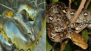 Green Anaconda amp Reticulated Python  The Differences [upl. by Maida912]