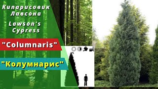 Columnaris  quotКолумнарисquot Кипарисовик Лавсона Chamaecyparis lawsoniana Lawsons Cypress [upl. by Stander]