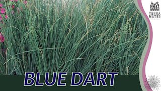 BLUE DART Juncus Inflexus Elegant Ornamental Grass [upl. by Moss]