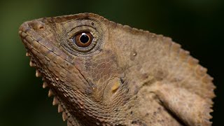 Turipache o Iguana de casco Corytophanes cristatus Helmeted Iguana [upl. by Trebeh]