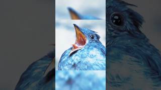 the sound of these birds 💀🐦 viralshort memes skull viralvideo foryou viralshorts [upl. by Searle]