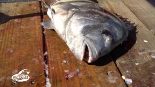 Cleaning Sheepshead with Captain Sonny Schindler [upl. by Dorette542]