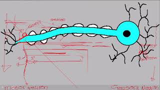 Structure of Neurons  Exam Questions [upl. by Monty]