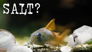 Treating Corydoras Catfish with SALT [upl. by Justina]