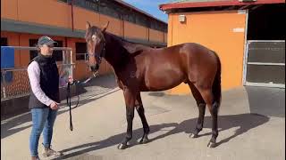 Tagaloa ex Rockaroo colt update [upl. by Lazare194]