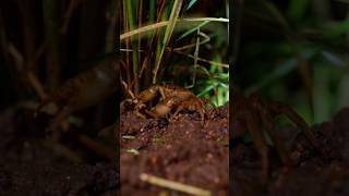 Crab Catching Adventure in the Paddy Fields 🦀  Farm Life amp Fresh Catch Cooking [upl. by Van]