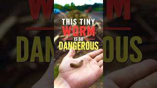 This Tiny Worm is so Dangerous viralvideo [upl. by Elena]