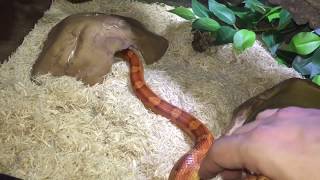 Pantherophis Guttatus  Premier serpent [upl. by Novart]