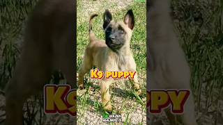 ❌❌❌Puppy training k9 dog puppy k9trainer belgiummalinois germanshepherd malinois [upl. by Os]