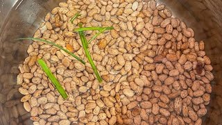 How to cookprepare your Beans for Haitian Rice [upl. by Brey]