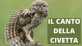 Il canto della civetta  Little Owls hoot [upl. by Julide783]