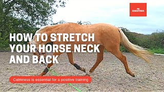 How to stretch your horse neck and back while lunging your horse [upl. by Freda]