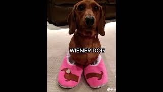 Weiner Dog SONG fyp [upl. by Shandy448]