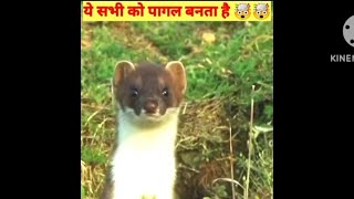 🐰खरगोश को पागल बनाता है कैसे🤯🤔  STOAT  stoat 🦦  facts jankari animals factsinhindi rabbit [upl. by Violette]