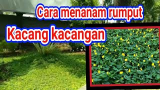 cara menanam rumput arachis pintoi  kacang kacangan dan kelebihannya [upl. by Cave]