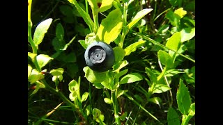 Identifying Bilberries Blaeberry Whortleberry Whinberry Windberry Vaccinium myrtillus [upl. by Nallac897]