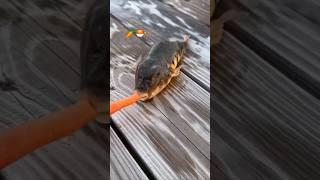 Pufferfish eating a carrot shorts pufferfish [upl. by Tildi]