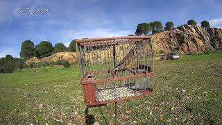 LINNET Singing in a Cage  Jarilla [upl. by Nobile]