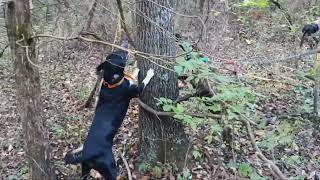 Dry Creek Hunting Dogs squirrel hunting 10 20 2024 [upl. by Leanne]