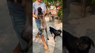 😍😍 Malinois training dog malinois becgiegermanshepherd chó pets dog [upl. by Urbannai]