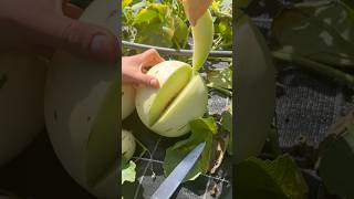 Harvesting and Slicing a Fresh Melon from the Garden asmr satisfying harvesting agribros melon [upl. by Jeannine]