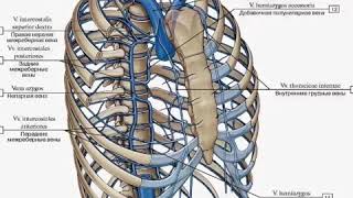 Топография непарной и полунепарной вен [upl. by Enomed733]