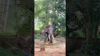 നീരുകാലത്തിനു ശേഷം ലക്ഷ്മിനാരായണൻ guruvayoor lakshminarayanankeralaelephant malayalam [upl. by Alfy]